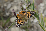 29th Aug 2019 - painted lady