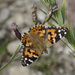 painted lady by rminer