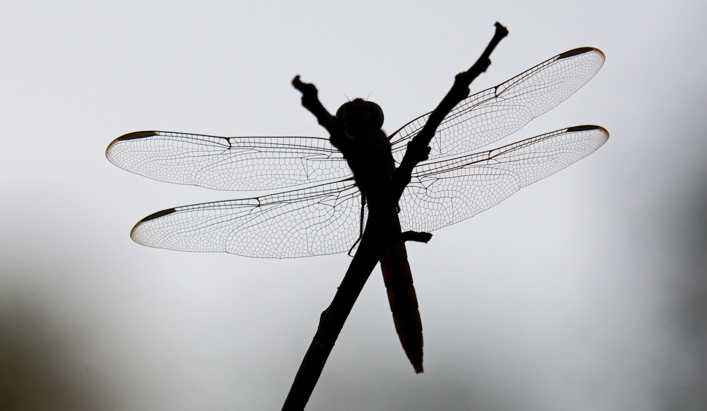 Dragonfly Silhouette! by rickster549