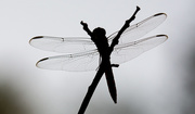 29th Aug 2019 - Dragonfly Silhouette!