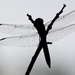 Dragonfly Silhouette! by rickster549