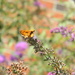 Golden Butterfly  by sfeldphotos