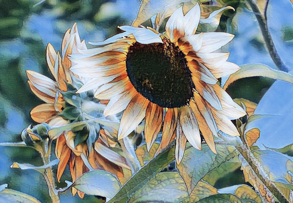 Sunflower/edit by amyk