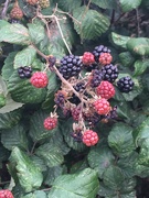 29th Aug 2019 - Blackberry time