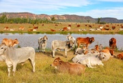 29th Aug 2019 - Brahman Cattle