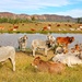 Brahman Cattle by leggzy