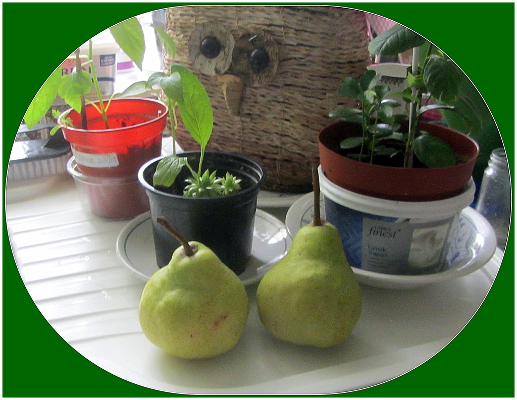 Owl planter, pears and indoor plants. by grace55