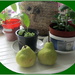 Owl planter, pears and indoor plants. by grace55