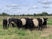 30th Aug 2019 - Cows