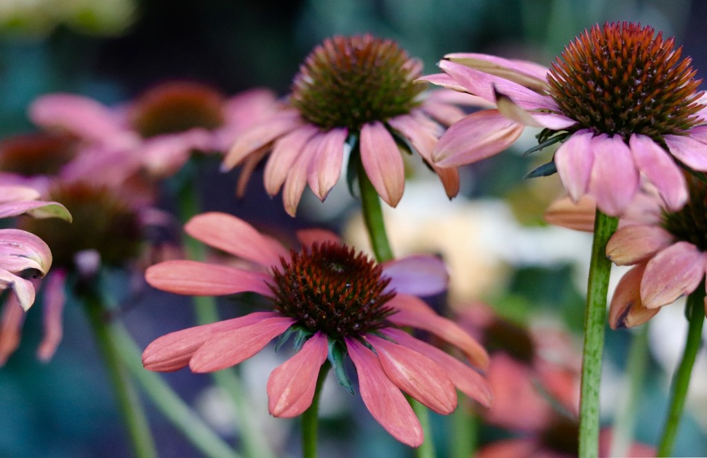 Cone Flowers by carole_sandford