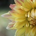 Yay !!!! Another Dahlia by phil_sandford