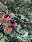 30th Aug 2019 - Foraging
