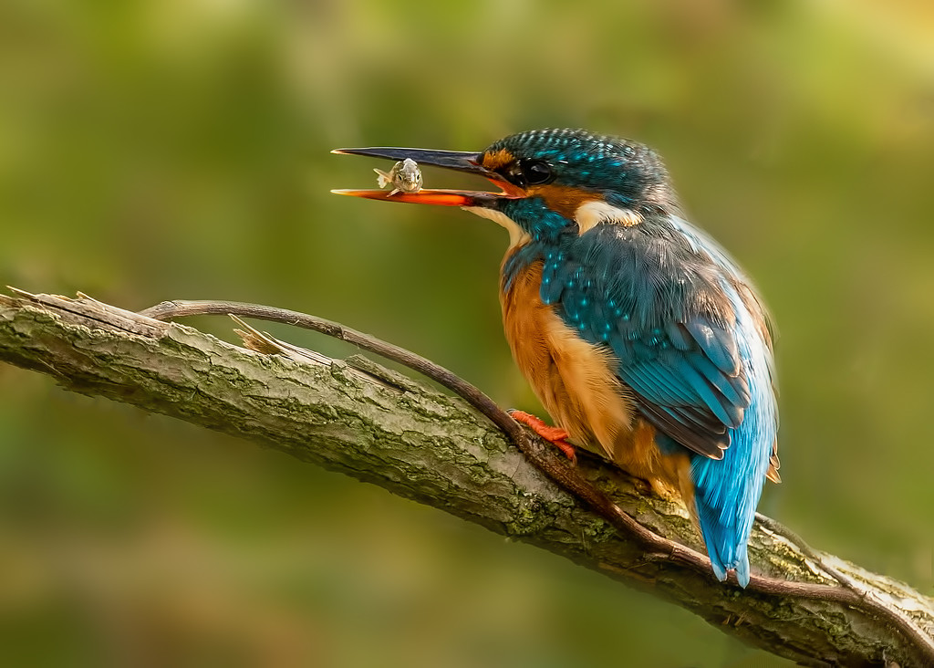 kingfisher with fish by shepherdmanswife