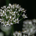 Chives... by thewatersphotos