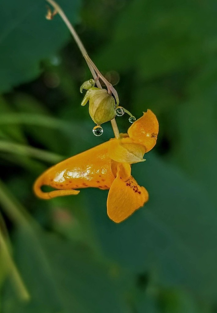 Jewelweed with Dew Drops by meotzi