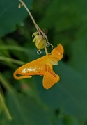 30th Aug 2019 - Jewelweed with Dew Drops