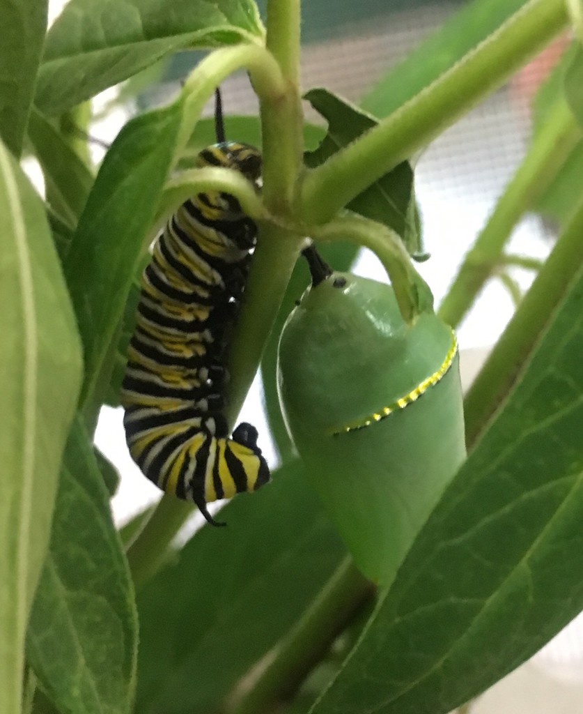 monarch caterpillar and chrysalis by wiesnerbeth
