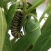 monarch caterpillar and chrysalis by wiesnerbeth