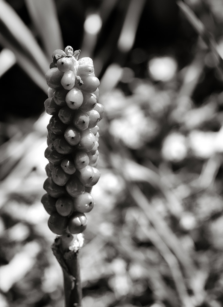 Arum Maculatum... by vignouse