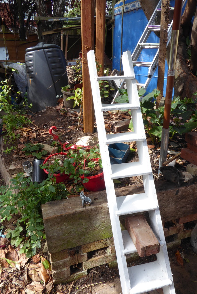 A ladder or two by speedwell