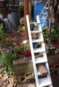 30th Aug 2019 - A ladder or two