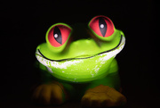 30th Aug 2019 - Frogger's Frog