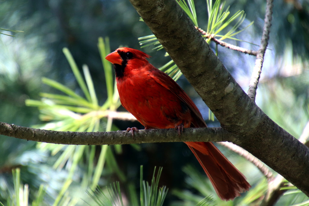 Cardinal in a tree by randy23