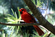 29th Aug 2019 - Cardinal in a tree