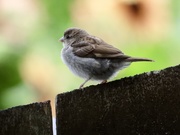 30th Aug 2019 - Who will love a little sparrow?