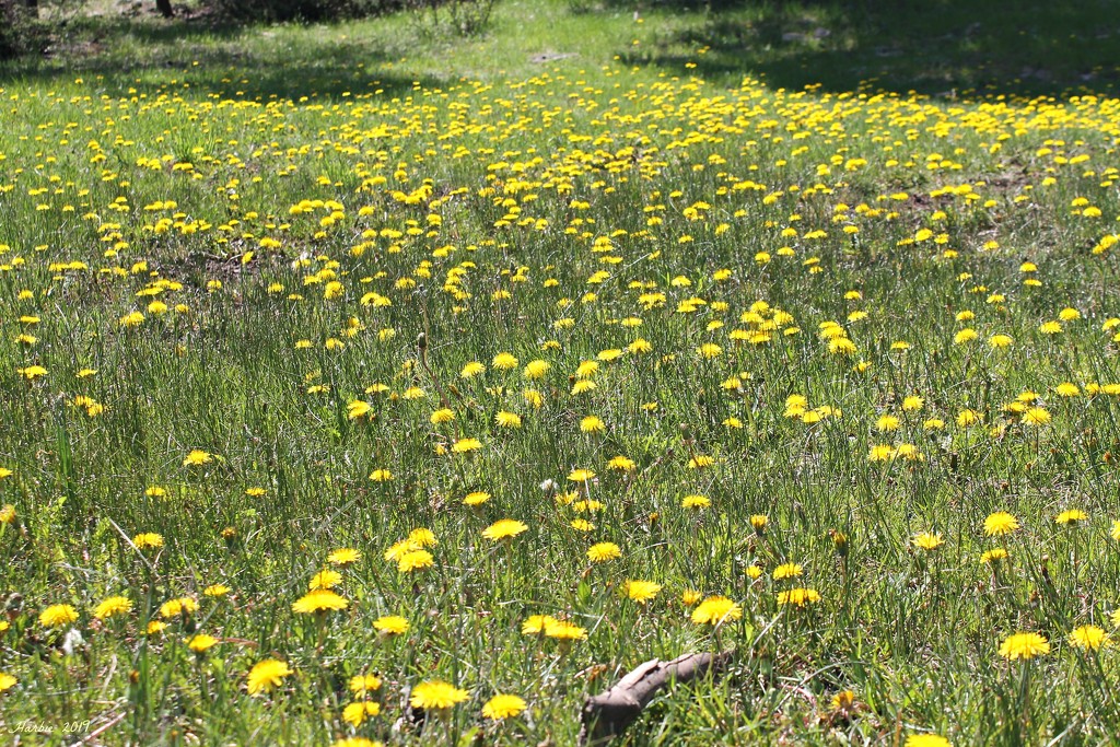 Field of Dandelions by harbie