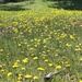 Field of Dandelions by harbie