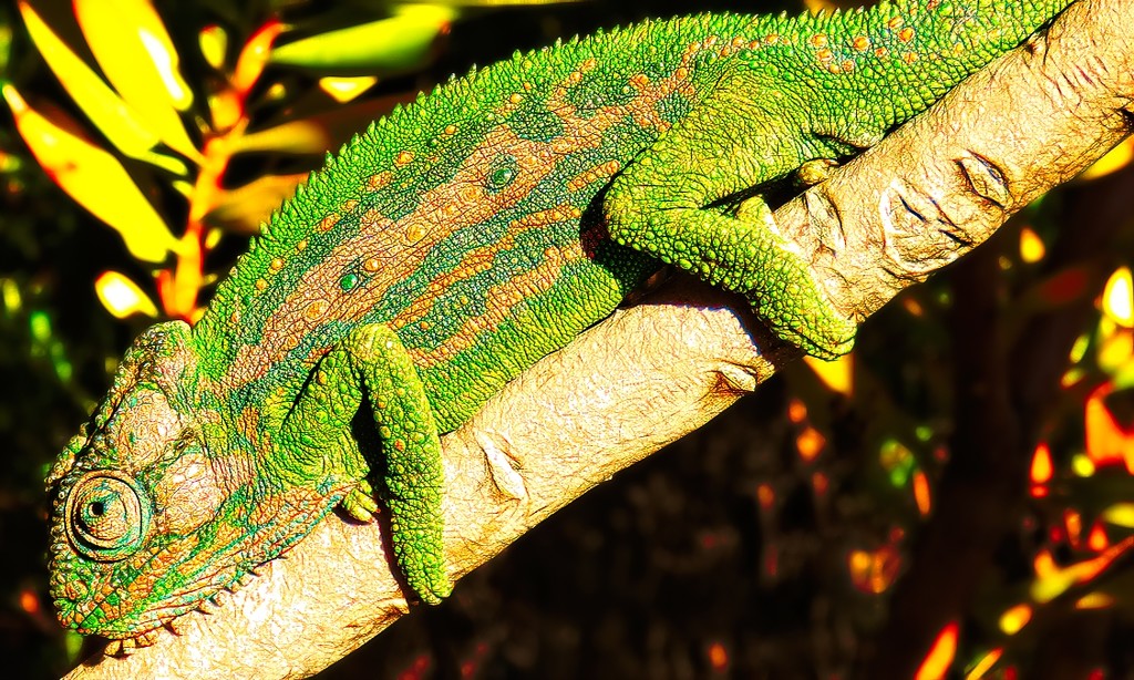 A Chameleon by ludwigsdiana