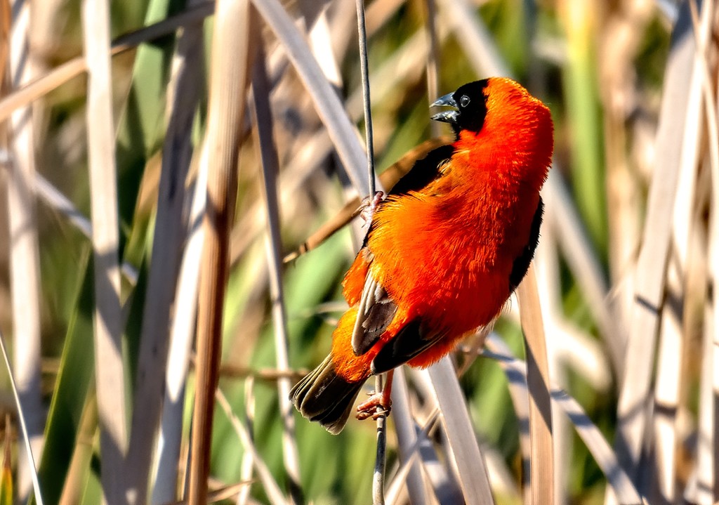  Southern Red Bishop by ludwigsdiana