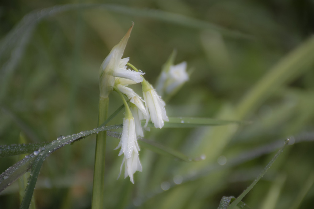 Snowdrop by nickspicsnz