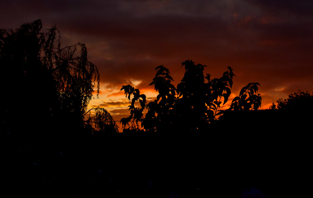 Morning Sky In The Garden by tonygig