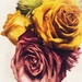 “Old” roses by louannwarren
