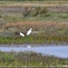 RK3_9347 Two little egrets by rosiekind