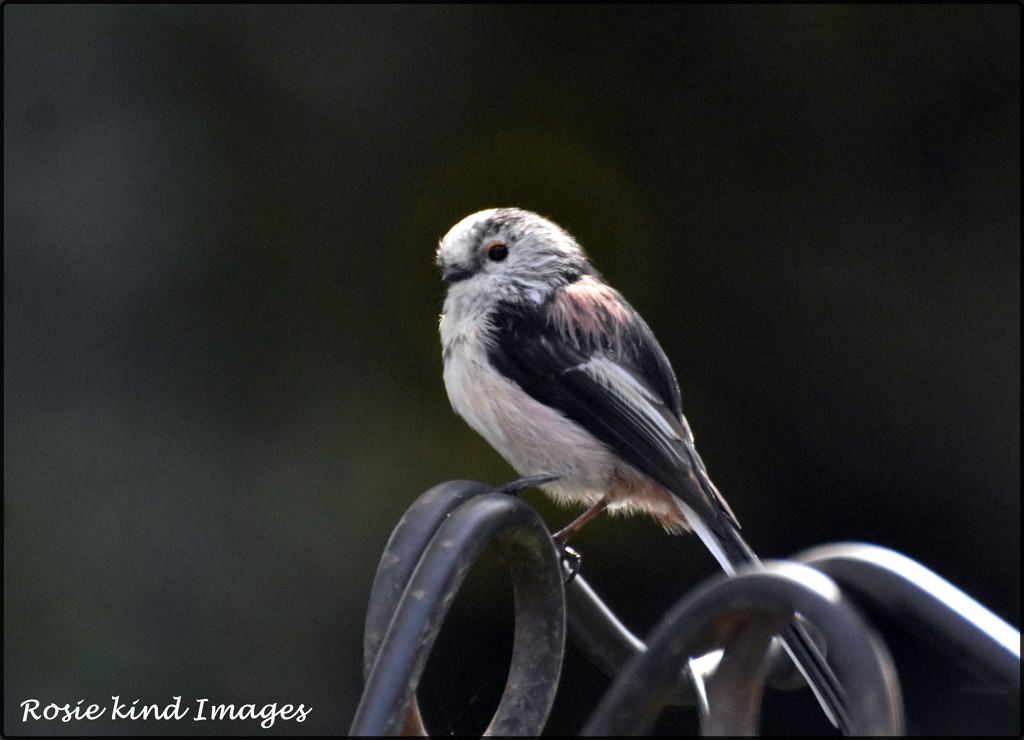  Long tailed tit by rosiekind