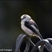  Long tailed tit by rosiekind