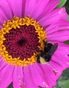11th Aug 2019 - Gathering pollen