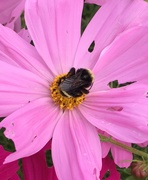 29th Aug 2019 - Bubble Bee on pink flower