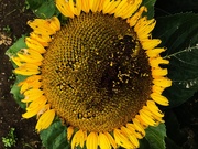 26th Aug 2019 - Sunflower 
