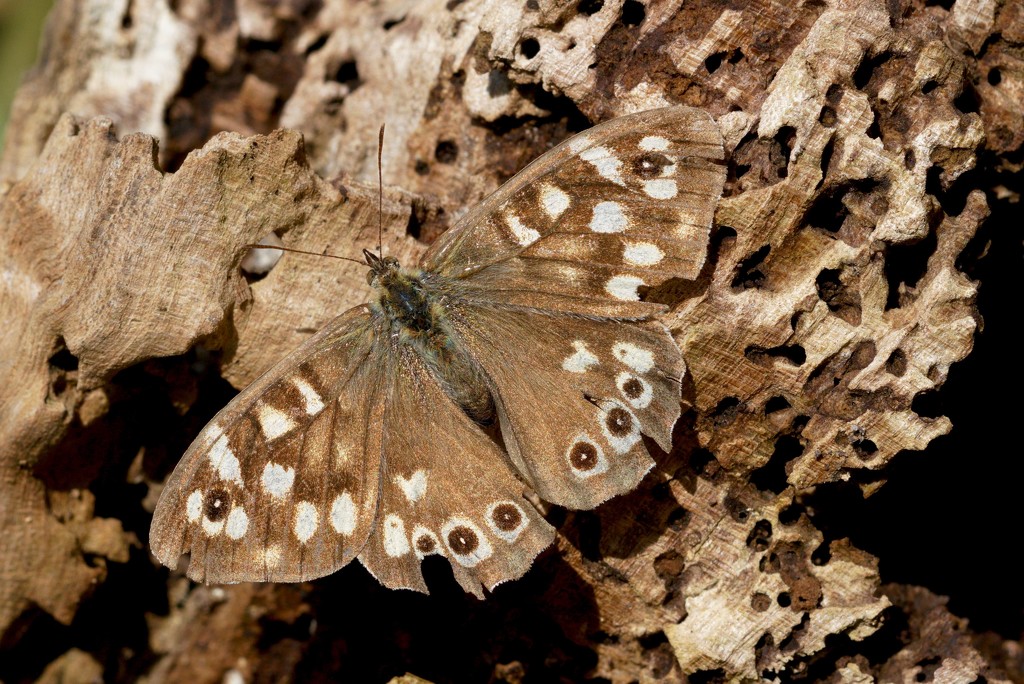 SPECKLED WOOD ON ROTTEN WOOD  by markp