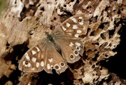 31st Aug 2019 - SPECKLED WOOD ON ROTTEN WOOD 