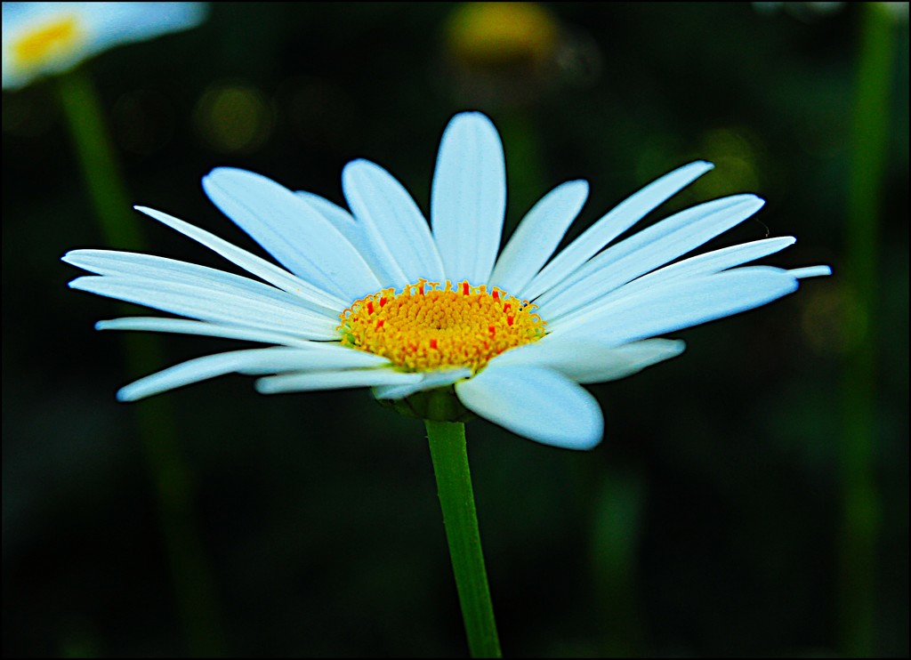 Delightful Daisy by olivetreeann