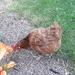 our friends pet chicken by arthurclark
