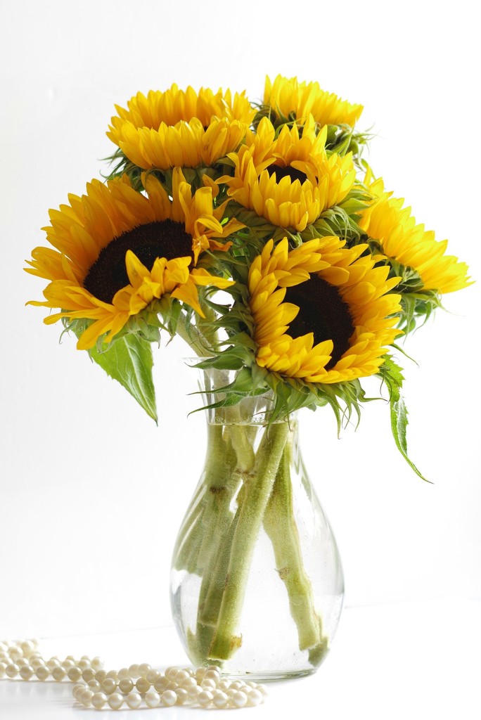 Still life, sunflowers withpearls by 30pics4jackiesdiamond