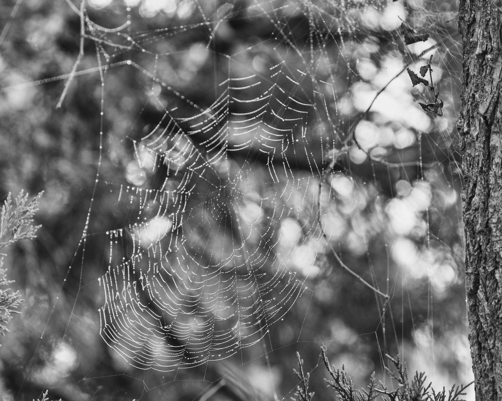 orb web by aecasey