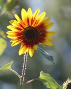 29th Aug 2019 - August 29: Sunflower