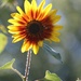 August 29: Sunflower by daisymiller